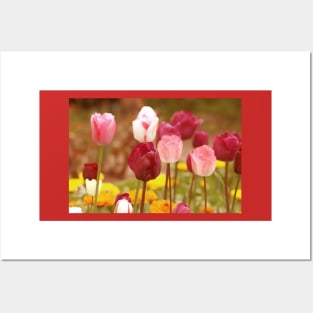 Blossoming pink tulips, romantic spring altered flower photography Posters and Art